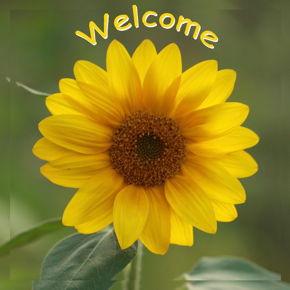 COPY - COPY - A Little Sunshine Brings Happiness !